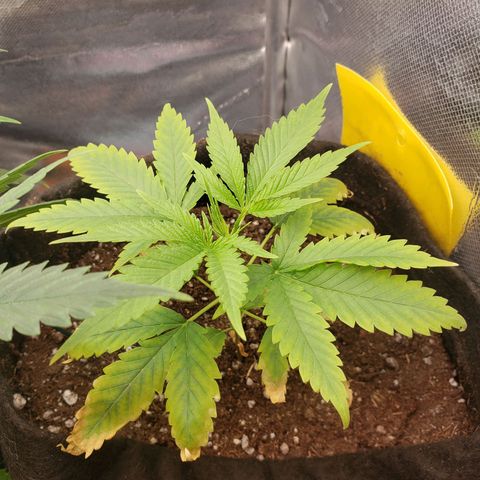 Exodus cheese - first one growlog timeline photo