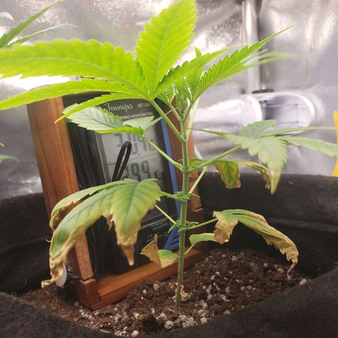 Exodus cheese - first one growlog photo: PPFD 400-440
Umidade 60-65%
Temp 28 a 29graus

Ainda nao pediu agua, vou esperar ate amanha