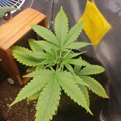 Exodus cheese - first one growlog photo: PPFD 400-440
Umidade 60-65%
Temp 28 a 29graus

Ainda nao pediu agua, vou esperar ate amanha
