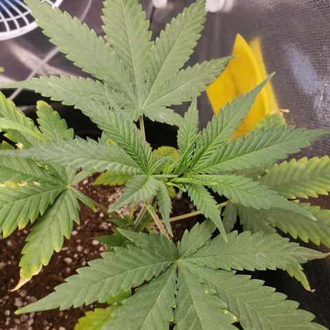 Exodus cheese - first one growlog timeline photo