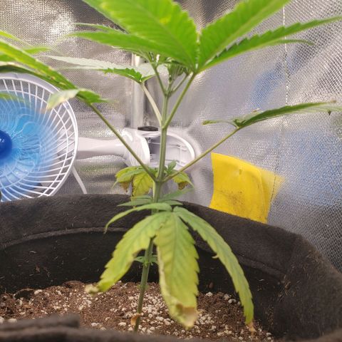 Exodus cheese - first one growlog timeline photo