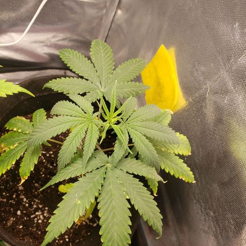 Exodus cheese - first one growlog photo: PPFD 450 - 500
UMIDADE 55% A 65%
TEMP 27 A 28