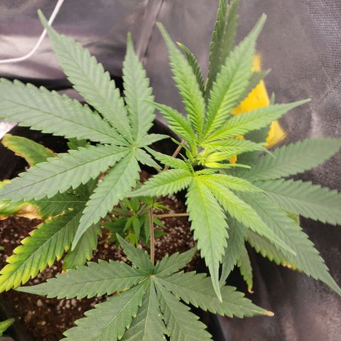 Exodus cheese - first one growlog photo: Ppfd 500 600
Umidade 50 65
Temp 25 a 28

Vai me dar pelo menos 1 bud hahahaha