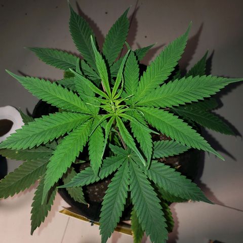 Exodus cheese - first one growlog photo: PPFD 500 A 700
UMIDADE 50 A 58%
TEMP 24 A 28C
