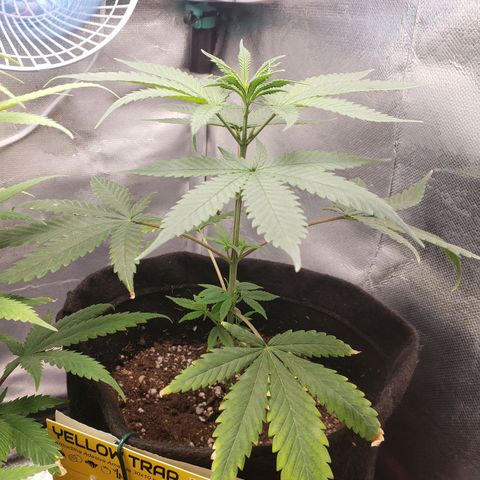 Exodus cheese - first one growlog photo: PPFD 500 A 700
UMIDADE 50 A 58%
TEMP 24 A 28C

