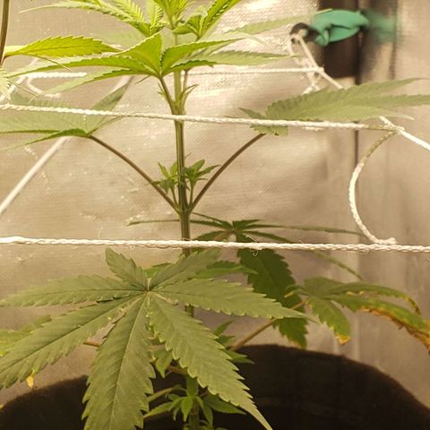 Exodus cheese - first one growlog photo: PPFD 660
UMIDADE 50 A 65%
TEMP 24 A 29

ESTA FICANDO LINDA