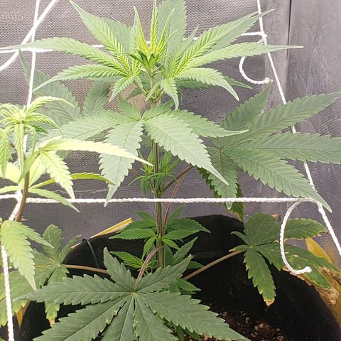Exodus cheese - first one growlog photo: PPFD 660
UMIDADE 50 A 65%
TEMP 24 A 29

ESTA FICANDO LINDA
