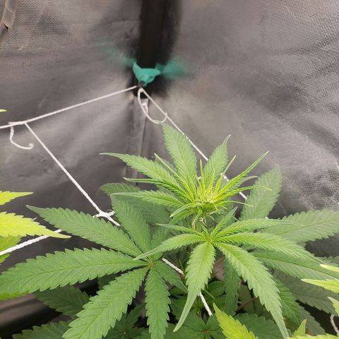 Exodus cheese - first one growlog timeline photo