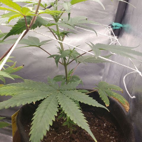 Exodus cheese - first one growlog timeline photo