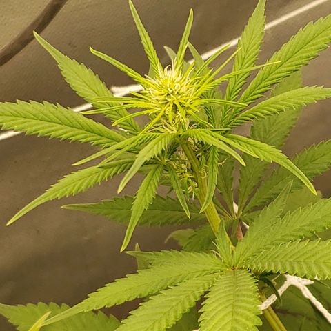 Exodus cheese - first one growlog photo: PPFD 800 A 900
UMIDADE 50 A 60%
TEMP 27 A 29C