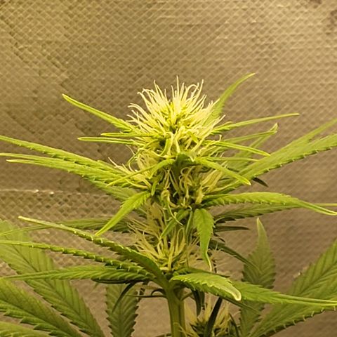 Exodus cheese - first one growlog photo: O solo estava bem seco, coloquei 300ml de agua apenas! Proxima rega faco 700ml