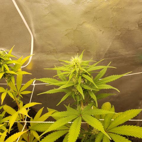 Exodus cheese - first one growlog timeline photo