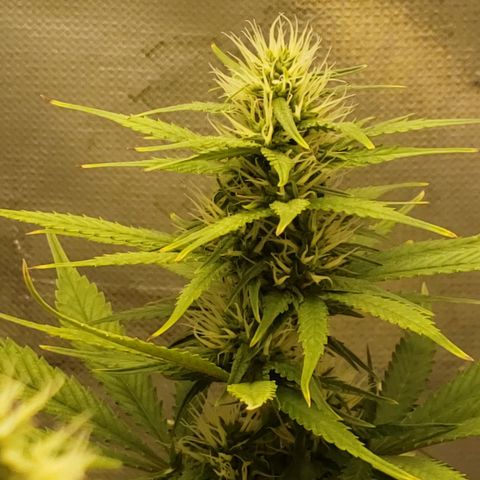 Exodus cheese - first one growlog photo: PPFD 800 - 900
UMIDADE 60%
TEMP 28 A 30