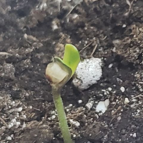 Exodus Cheese growlog photo: Tirei a casquinha e ficou esse negcoio, vamos ver como que fica amanha