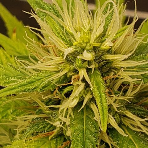 Exodus cheese - first one growlog photo: Ppfd 900
Temp