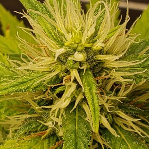 Exodus cheese - first one growlog photo: Ppfd 900
Temp