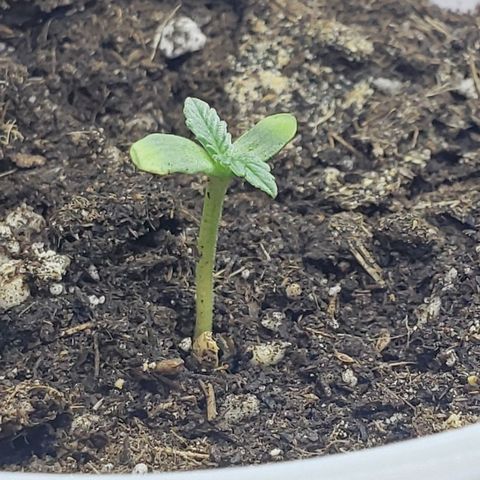 Chemdog growlog photo: Ta meio zuadinha mas se pa era luz, ta melhorando umidade ta ruim

