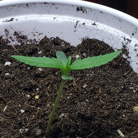 Exodus Cheese growlog photo: Desenvolvimento ok