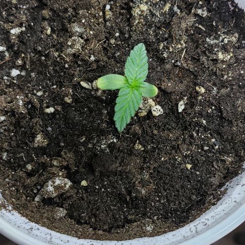Chemdog growlog timeline photo