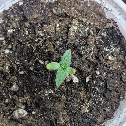 Chemdog growlog timeline photo