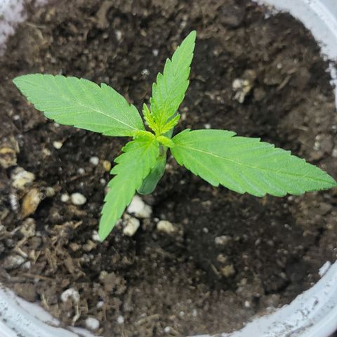 Exodus Cheese growlog timeline photo