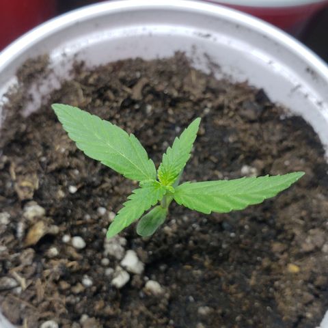 Exodus Cheese growlog timeline photo