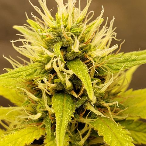 Exodus cheese - first one growlog timeline photo
