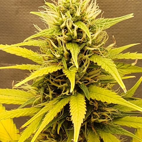 Exodus cheese - first one growlog timeline photo