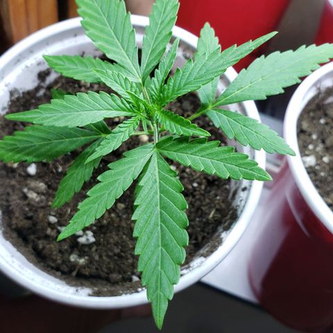 Exodus Cheese growlog timeline photo