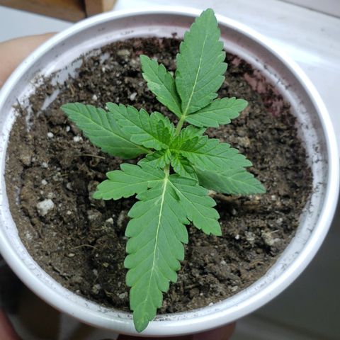 Chemdog growlog timeline photo