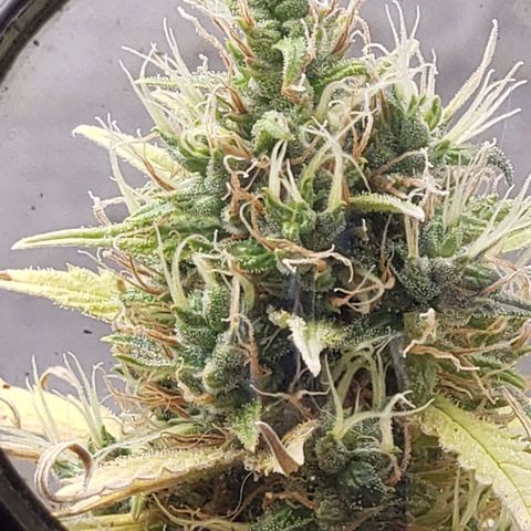 Exodus cheese - first one growlog timeline photo