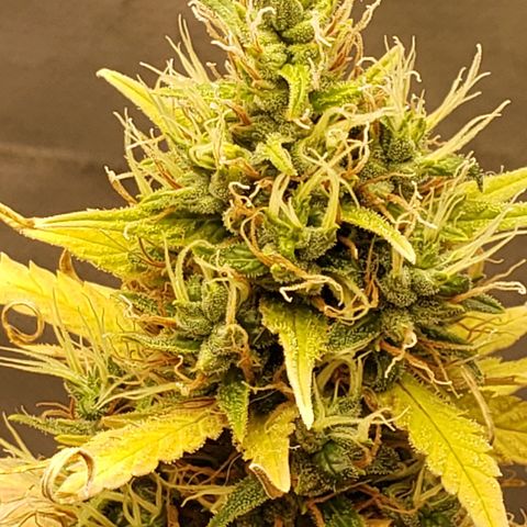 Exodus cheese - first one growlog timeline photo