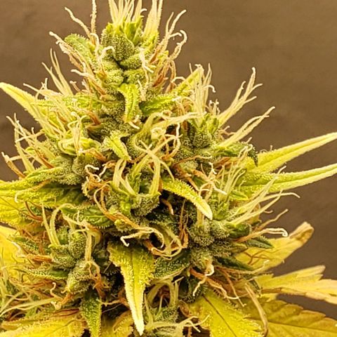 Exodus cheese - first one growlog timeline photo