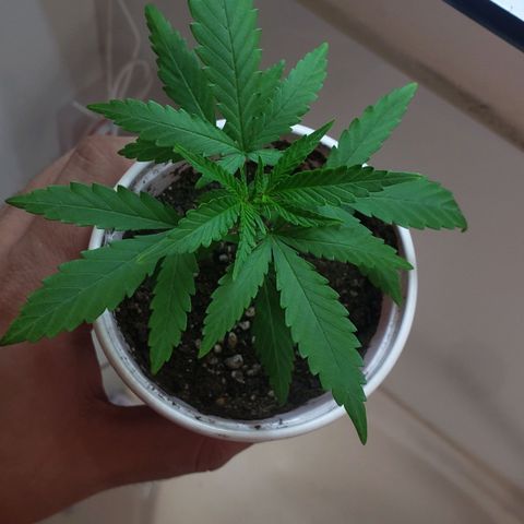 Exodus Cheese growlog photo: Ppfd 300-380
Temp 30
Umidade 40%