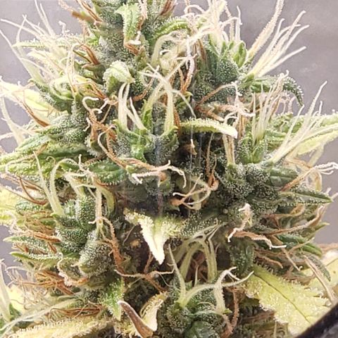 Exodus cheese - first one growlog timeline photo