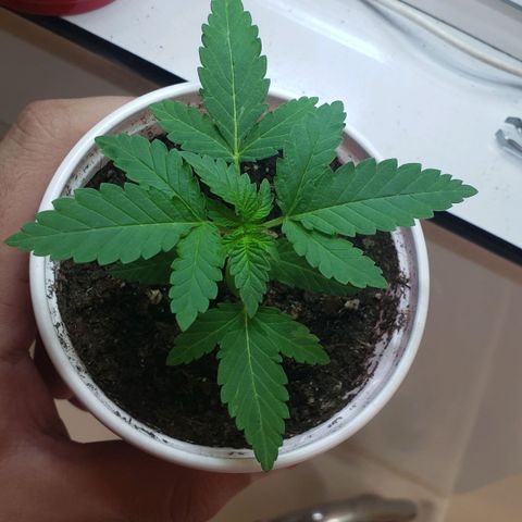 Chemdog growlog photo: Ppfd 300
Temp 30
Umidade 40%