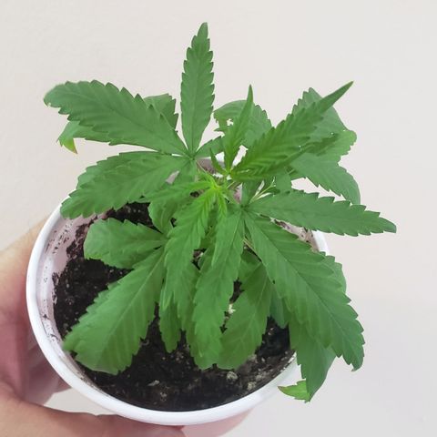 Exodus Cheese growlog timeline photo