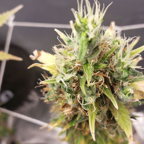 Exodus cheese - first one growlog timeline photo