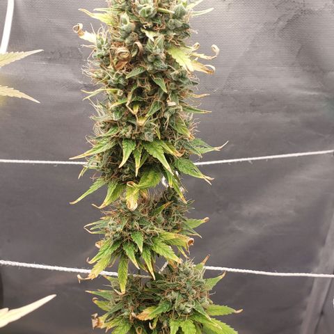 Exodus cheese - first one growlog timeline photo
