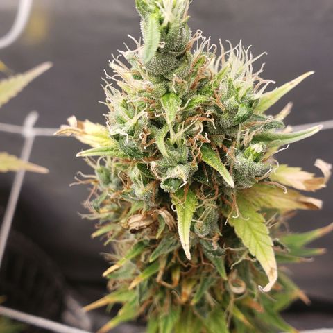 Exodus cheese - first one growlog timeline photo