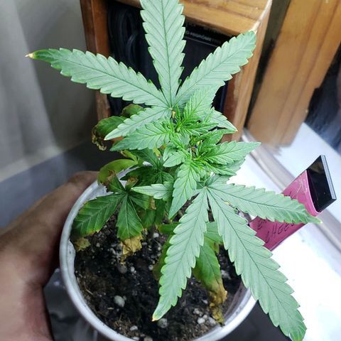 Exodus Cheese growlog timeline photo