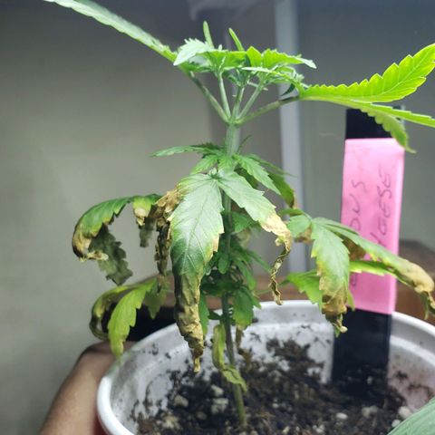 Exodus Cheese growlog timeline photo