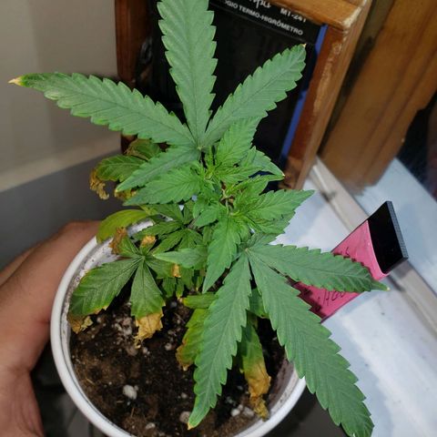 Exodus Cheese growlog timeline photo