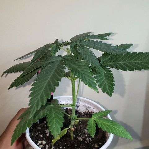 Chemdog growlog photo: Ppfd 370
Umidade 50
Temp 28