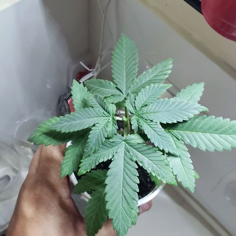 Chemdog growlog photo: Ppfd 370
Umidade 50
Temp 28