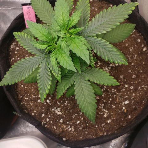 Chemdog growlog timeline photo
