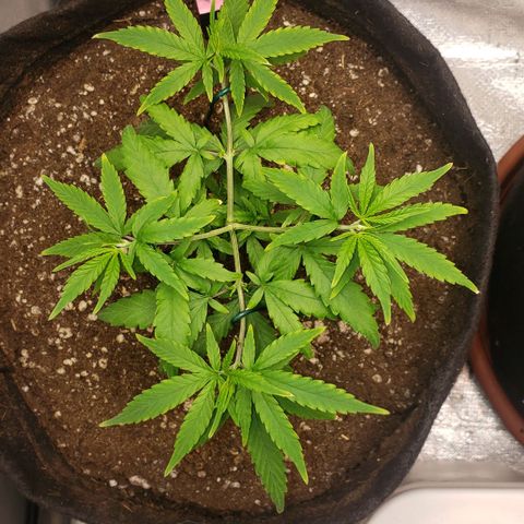 Exodus Cheese growlog timeline photo