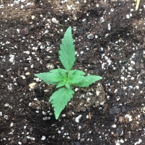 California snow Fastbuds  #2 growlog timeline photo