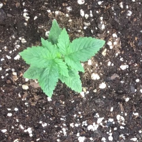 Do si dos auto  #2 Barney’s Farms growlog timeline photo