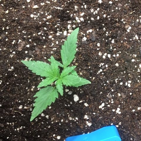 California snow Fastbuds  #2 growlog timeline photo